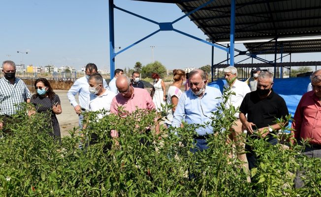 Organik atıklar gübre oluyor