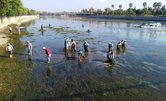 Seyhan Nehri’ni istila eden yosunlar temizleniyor