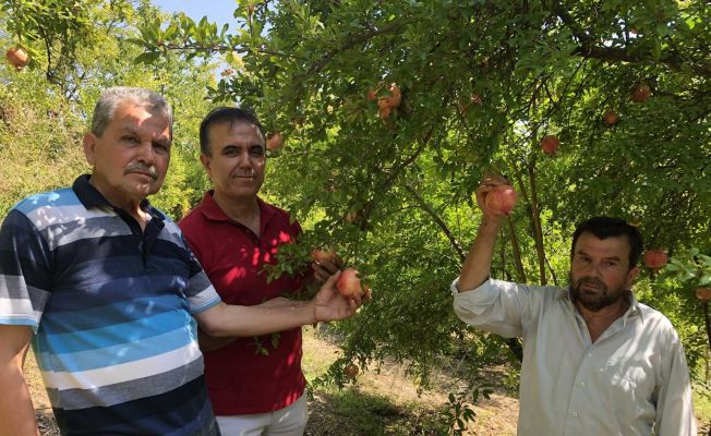 Tescili Kuytucak Narında hasat için geri sayım başladı