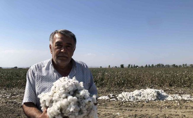 ’Beyaz altın’ı kuraklık vurdu