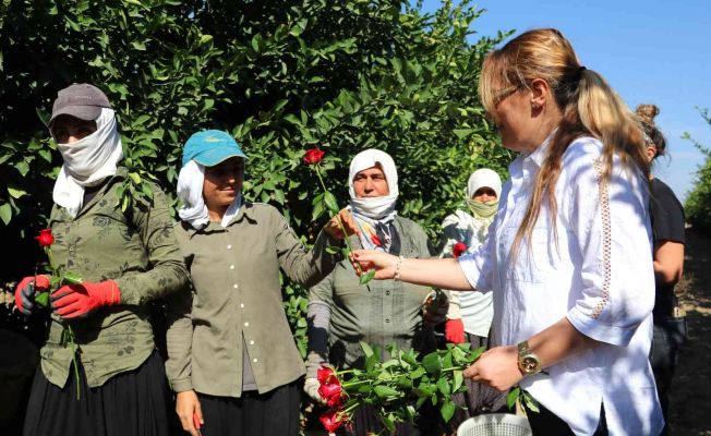 tarlada çalışırken gül alan kadınlar şaşırdı