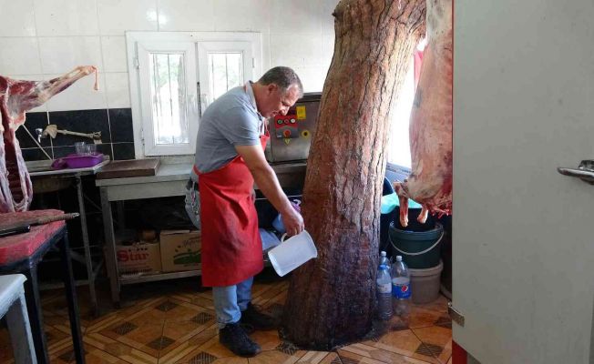 Dükkanındaki asırlık çam ağacına gözü gibi bakıyor