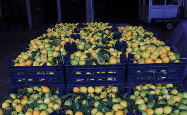 Adana’da limonun kilosu halde 25 kuruşa düştü