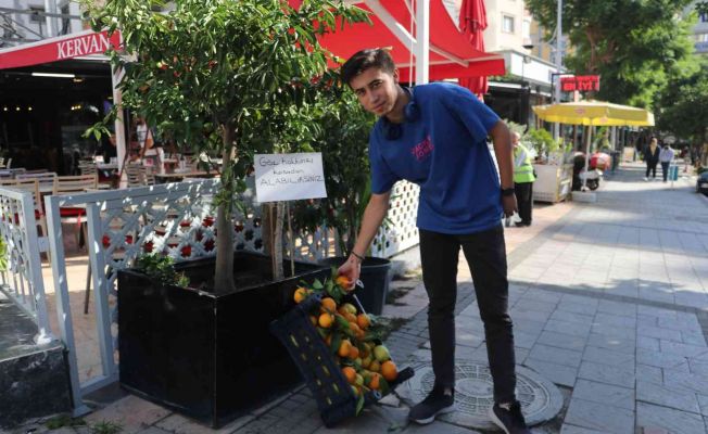 Ağaçtan kopartmasınlar diye her gün 1 kasa mandalina dağıtıyor