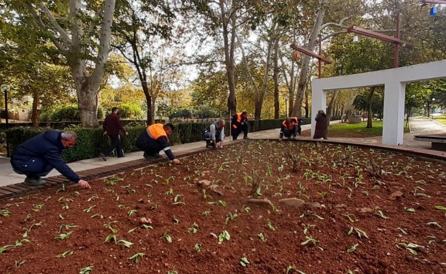 Kozan’da parklar 225 bin çiçek ile kışa hazırlanıyor