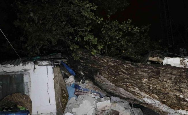 Sağanak yağış sebebiyle 15 metre boyunda ağaç iki müstakil evin çatısına devrildi