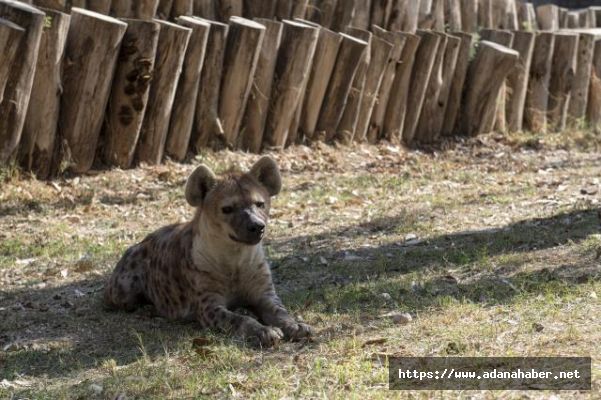 Tarsus Doğa Park yeni yavrularla güzelleşiyor