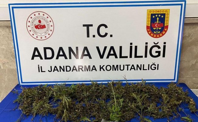 Adana’da 232 adet kök kenevir bitkisi ele geçirildi