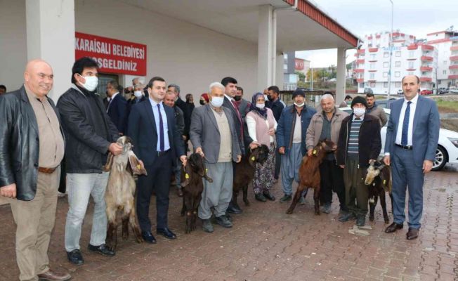 Kırsalda Kilis keçisi yaygınlaşacak