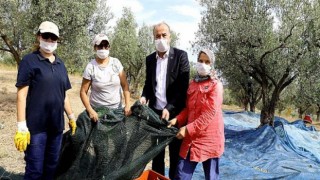 Mudanya’nın Geleneksel Zeytin Yetiştiriciliği Unesco’ya Aday