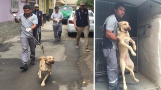 Bagajda taşınan köpek barınağa teslim edildi