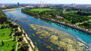 Seyhan Nehri’ni yosunlar istila etti