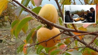 Kozan hurması tescil bekliyor