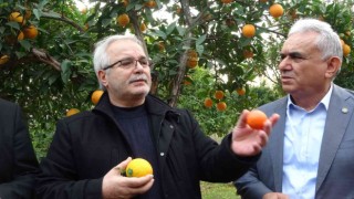 Kozan'da halka açık narenciye hasatı