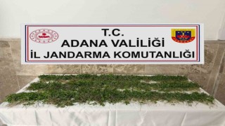 Adana’da 3 bin 250 kök Hint keneviri ele geçirildi