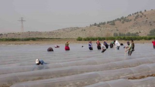 Salçalık biber fideleri toprakla buluştu