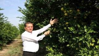 Limon dalında kaldı, üretici limonata çözümü bekliyor