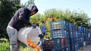 Budama işçilerine 750 lira yevmiye | Yüzde 10'u elcilerin hesabına