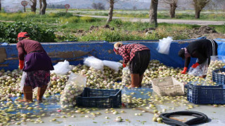 Adana’da yetişen turp, pırasa ve ıspanaklar deprem bölgesi Malatya’dan talep görüyor