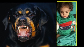 Adana’da ”Rottweiler” dehşeti