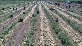 Adana’da turfanda soğan hasadı başladı