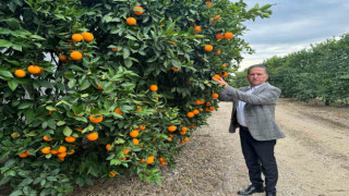 Nisan’da portakal çiçeği kokan Çukurova, narenciye üretiminde Türkiye birincisi