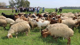 Ovadaki meralarda otlatma sezonu başladı