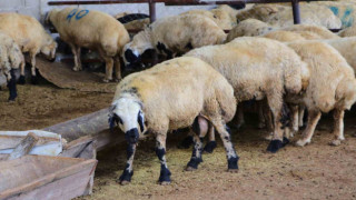 Adana’da küçükbaş kurbanlıkların fiyatları belirlendi