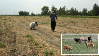 Yaşlı kadını köpeklerin parçaladığı köyde vatandaşlar, köpeklerin toplanmasını istiyor