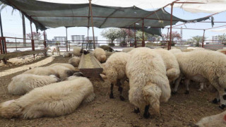 Çukurova’da kurban satış alanları denetleniyor