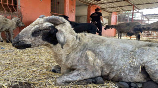 Yangından etkilenen hayvanlar Adana’da göl manzaralı bakımevinde tedavi altına alındı