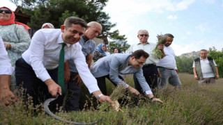 Feke'de lavanta bahçelerinde ellik ve orakla geleneksel hasat