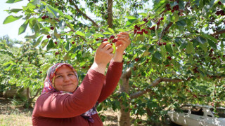 Lezzeti ülke sınırlarını aşan Saimbeyli kirazı tescil bekliyor