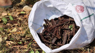 Şifa deposu keçiboynuzunda zorlu hasat başladı