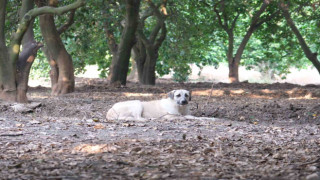 Köpeklerin çocuğu yaraladığı bahçede başıboş köpekler hala duruyor