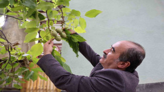 Küresel ısınma cevizi de vurdu