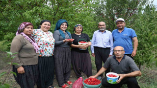 Toroslar’da yetişen şifalı kızılcık kirazının hasadı başladı