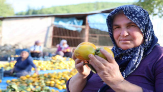 Kozan'da yaş hurma 20, kurusu 200 lira