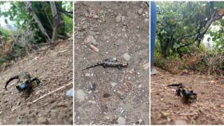 Feke'de Lekeli Semender görüldü