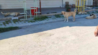Sarıçam'da sokak köpekleri terörü isyan ettirdi