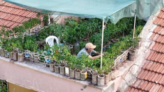 18 metrekarelik terasını bahçeye çevirdi, 8 saatini burada harcıyor