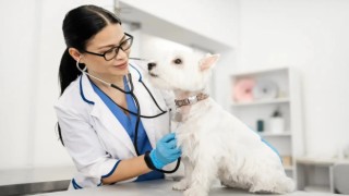 Sakarya Veteriner İle Evcil Dostlarınız İçin Doğal Bakım Ve Destekleyici Tedaviler